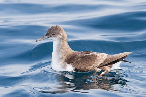 Fluttering shearwater